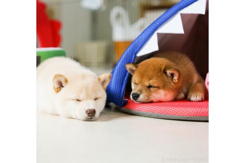 中畑芳恵ブリーダーの詳細の1枚目